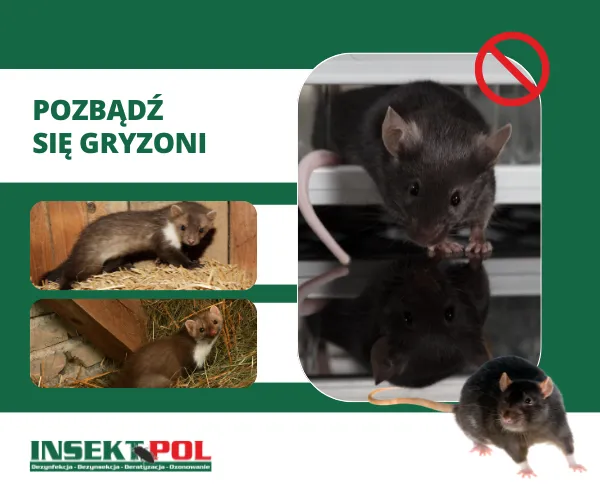 Deratyzacja – Skuteczne zwalczanie gryzoni