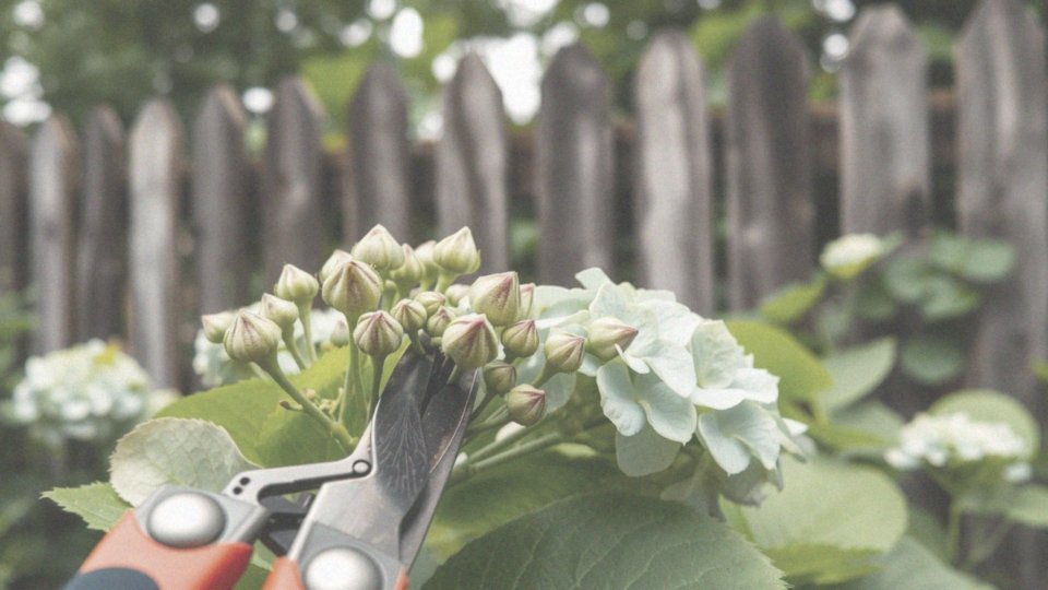 Hortensja bukietowa przycinanie – skuteczne techniki i porady